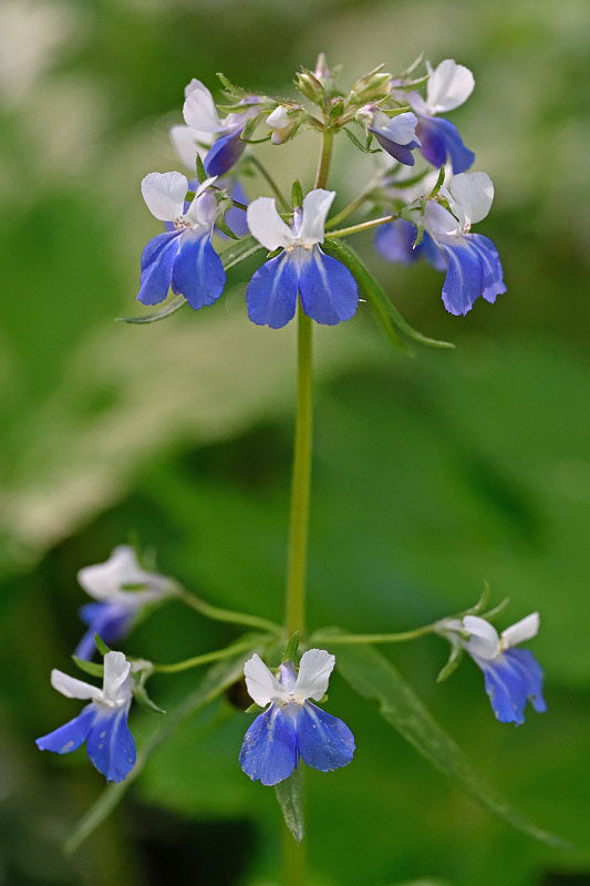 Blue Collinsia Flower Seeds for Planting – Heirloom Non-GMO High Germination Seeds