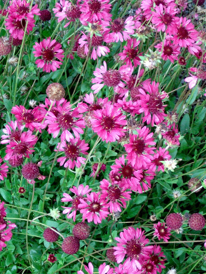 Gaillardia Flower Seeds Pink – Heirloom Non-GMO High Germination Seeds for Planting