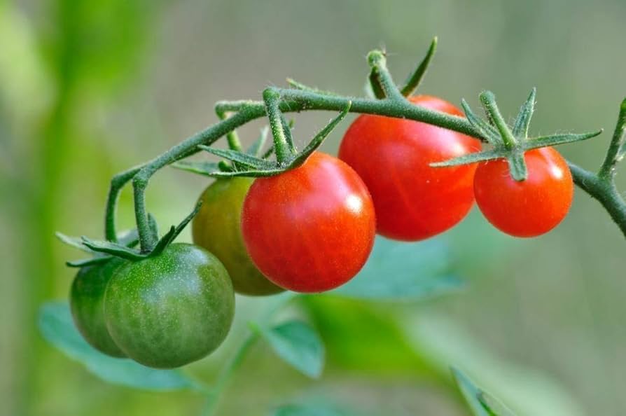 Grappoli D’inverno herb seeds