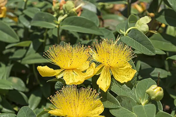 Hypericum Cerastoides Flower Seeds Yellow – Heirloom Non-GMO High Germination Seeds