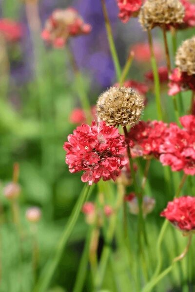 Armeria Pseudarmeria Flower Seeds – Heirloom, Non-GMO, High Germination Seeds