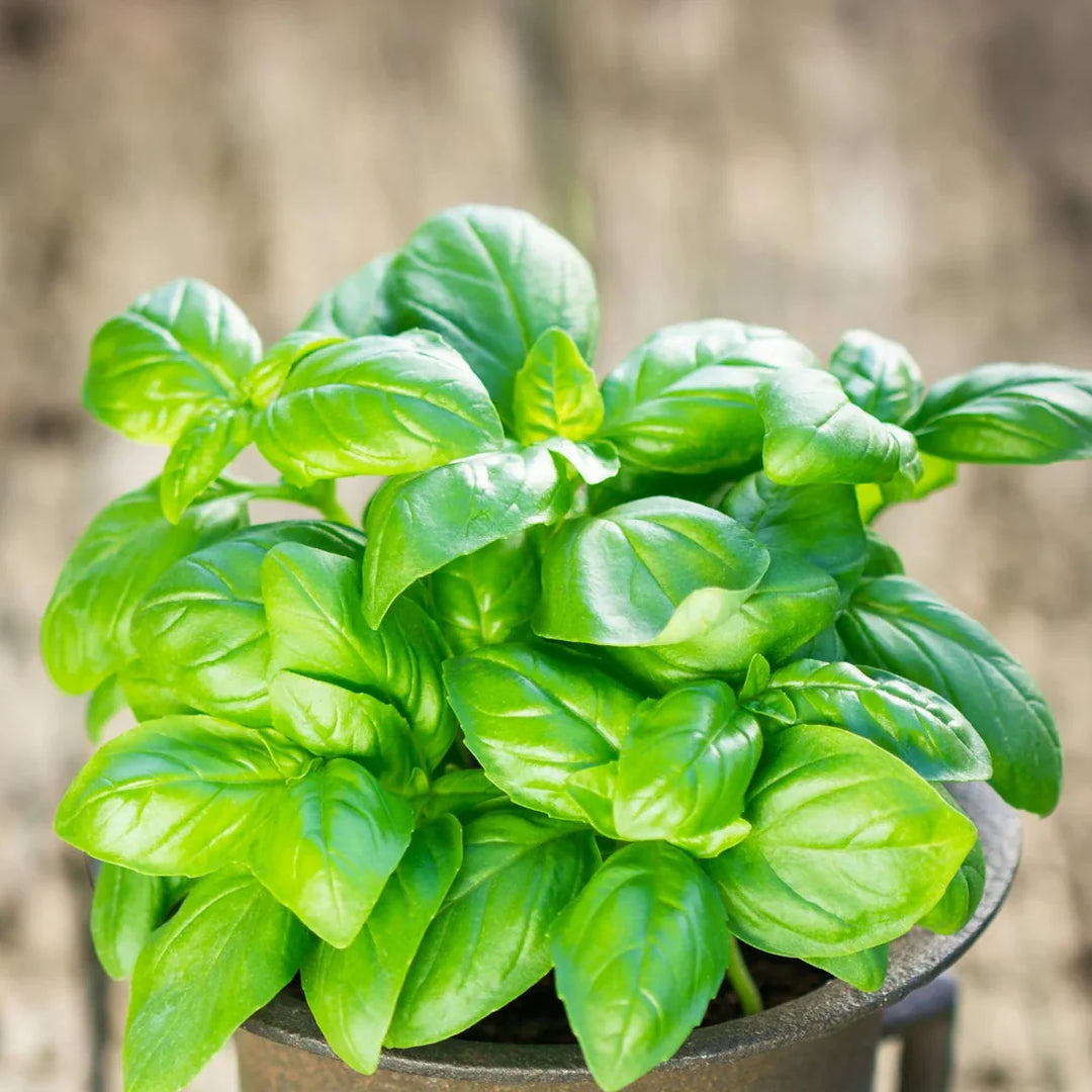 Dwarf Greek herb seeds