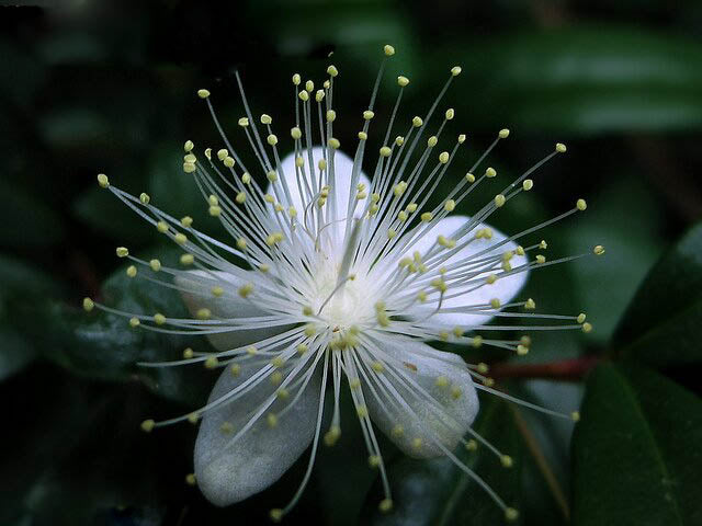 Greek Myrtle Plant Seeds (Myrtus communis) – Heirloom, Non-GMO, High Germination Seeds
