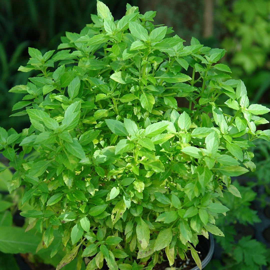 Greek Yevani herb seeds
