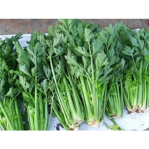 Green Apium Graveolens Celery Seeds for Planting – Heirloom Non-GMO Organic Garden Seeds, High Germination Seeds for Planting