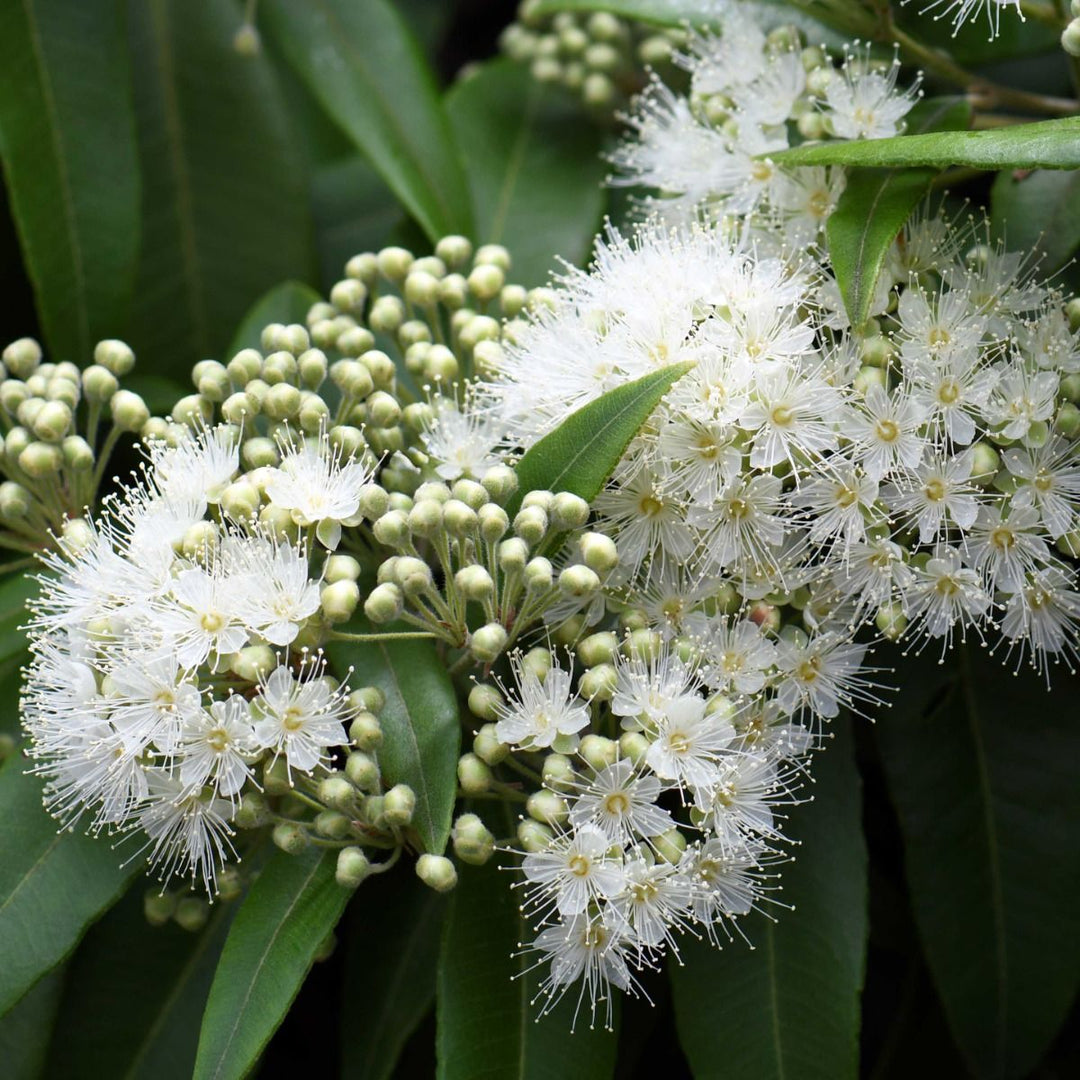 Green Citriodora herb seeds