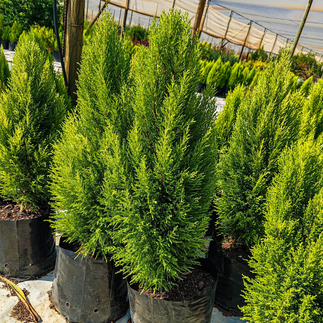 Green Cupressus herb seeds