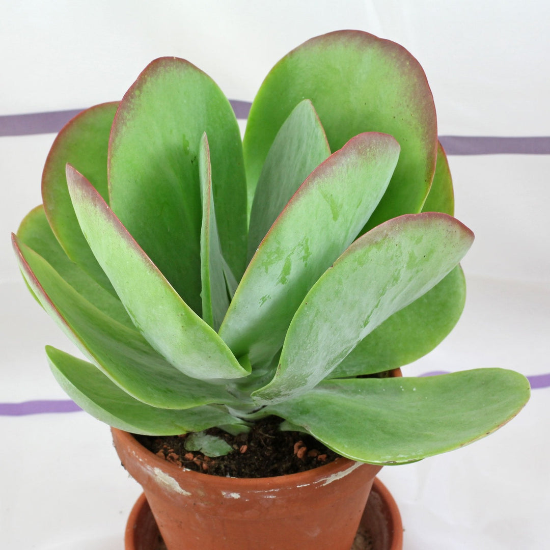 Green Kalanchoe herb seeds