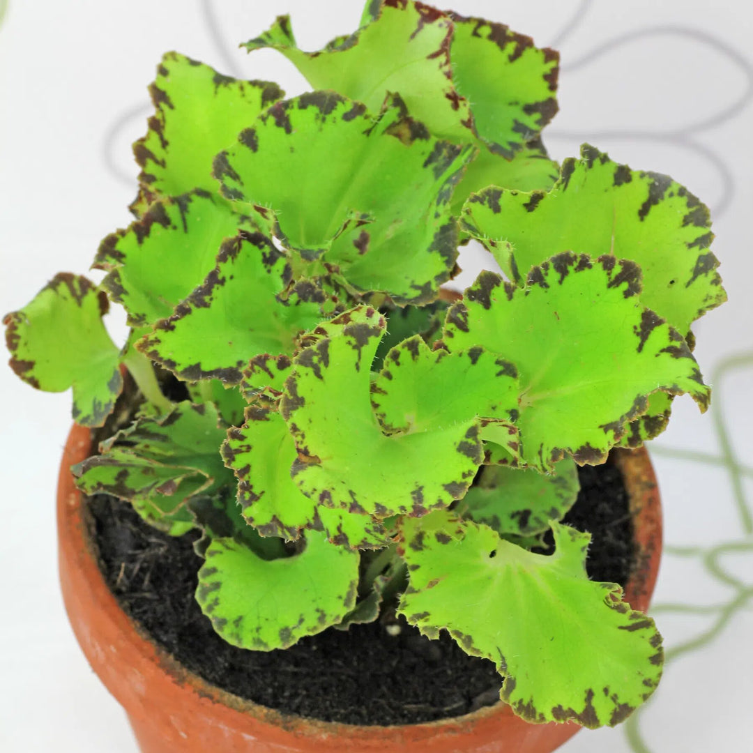 Begonia Flowers Seeds Green for Planting – Heirloom Non-GMO High Germination Organic Garden Seeds