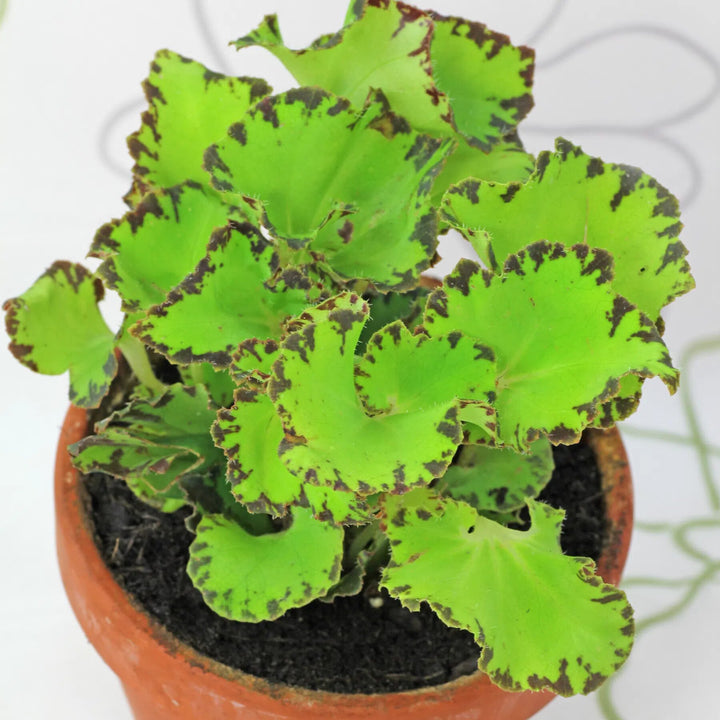 Begonia Flowers Seeds Green for Planting – Heirloom Non-GMO High Germination Organic Garden Seeds