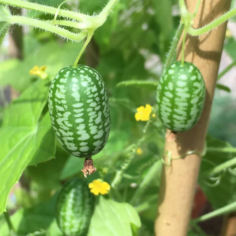 melothria scabra flower seeds