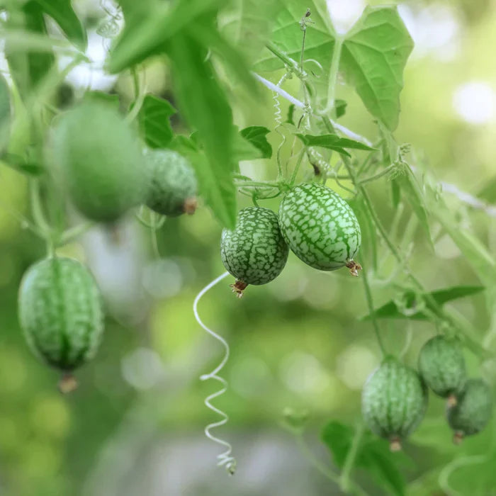green melon flower seeds