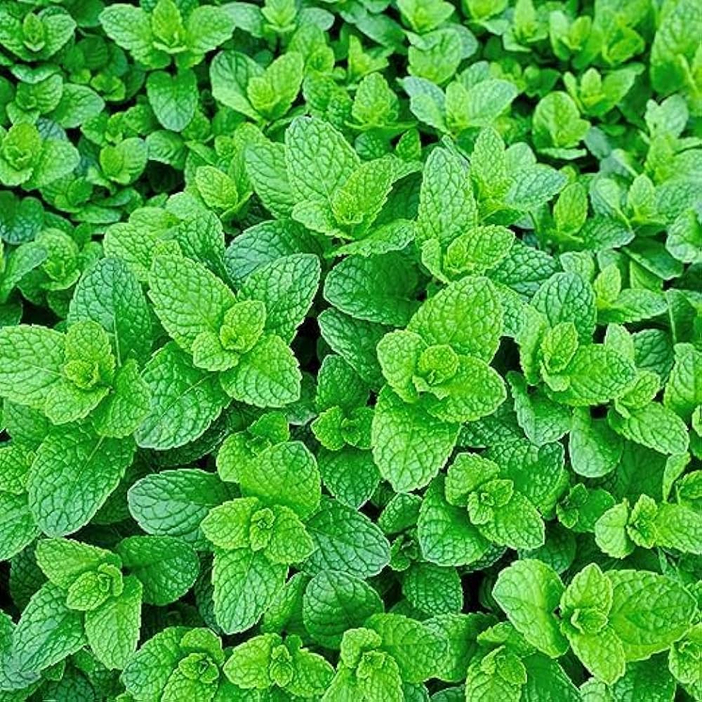 Sea Green Mint Seeds for Planting – Heirloom, Non-GMO, High Germination Seeds