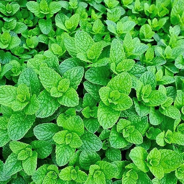 Sea Green Mint Seeds for Planting – Heirloom, Non-GMO, High Germination Seeds