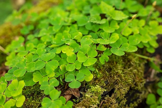 green moss flower seeds