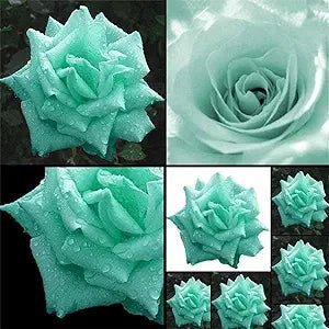 green rose flower seeds