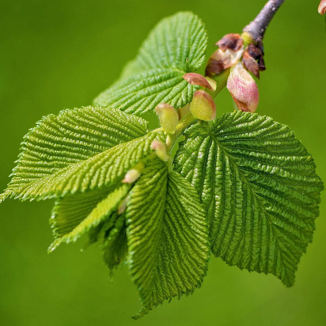Green Winged herb seeds