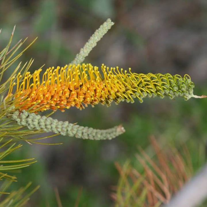 Yellow Grevillea Flower Seeds – Heirloom, Non-GMO, High Germination Seeds