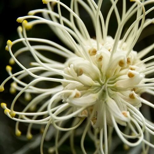 White Grevillea Flower Seeds – Heirloom, Non-GMO, High Germination Seeds