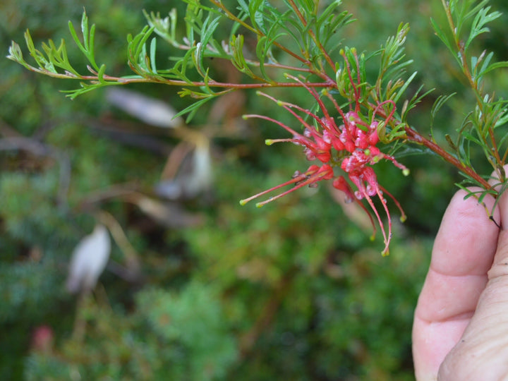 Rote Grevillea Blumensamen – Alte Sorte, gentechnikfrei, hohe Keimungsrate
