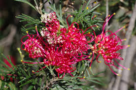 Rote Grevillea Blumensamen – Alte Sorte, gentechnikfrei, hohe Keimungsrate