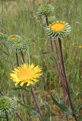 Grindelia Flower Seeds Yellow – Heirloom, Non-GMO, High Germination Seeds for Planting