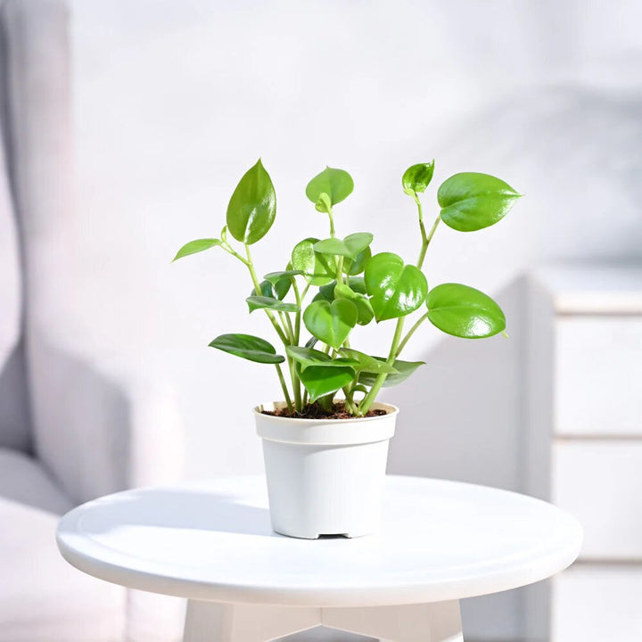Peperomia Green Creeper Plant Seeds – Heirloom, Non-GMO, High Germination Seeds
