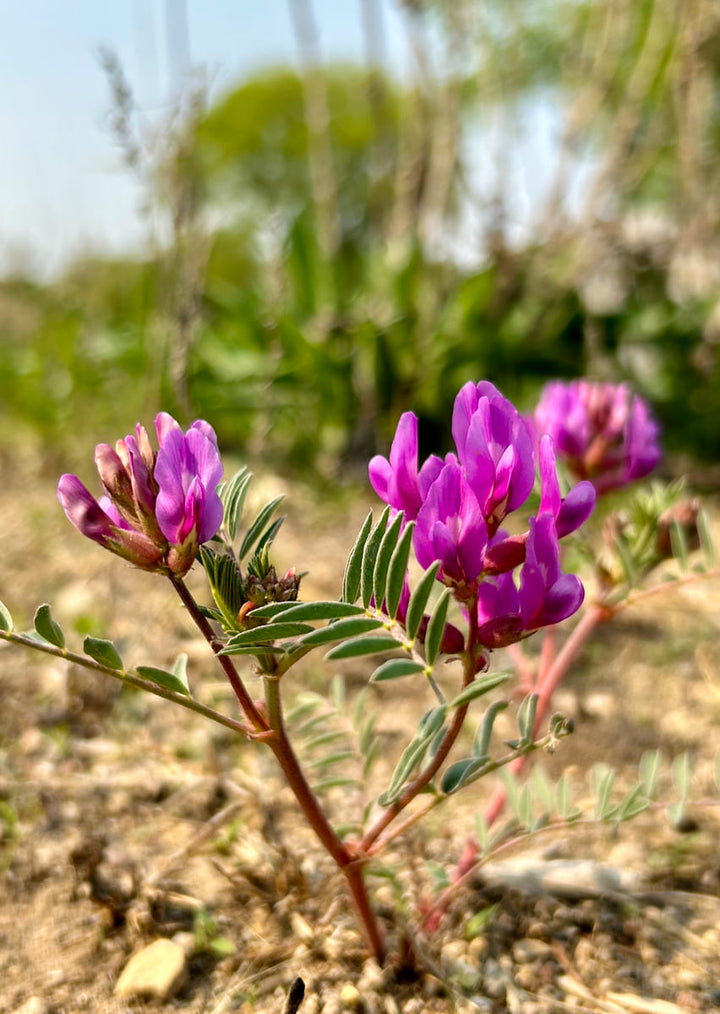 Semillas de flor de Astrágalo rosa para plantar – Semillas orgánicas reliquia sin OMG de alta germinación