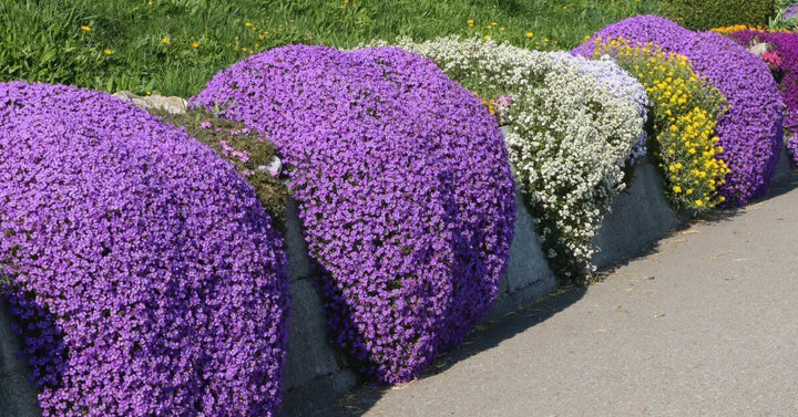 Creeping Purple Flower Seeds – Heirloom, Non-GMO, High Germination Seeds