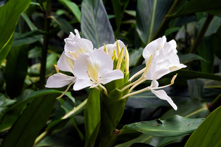 Hedychium Coronarium Flower Seeds – Heirloom, Non-GMO, High Germination Seeds