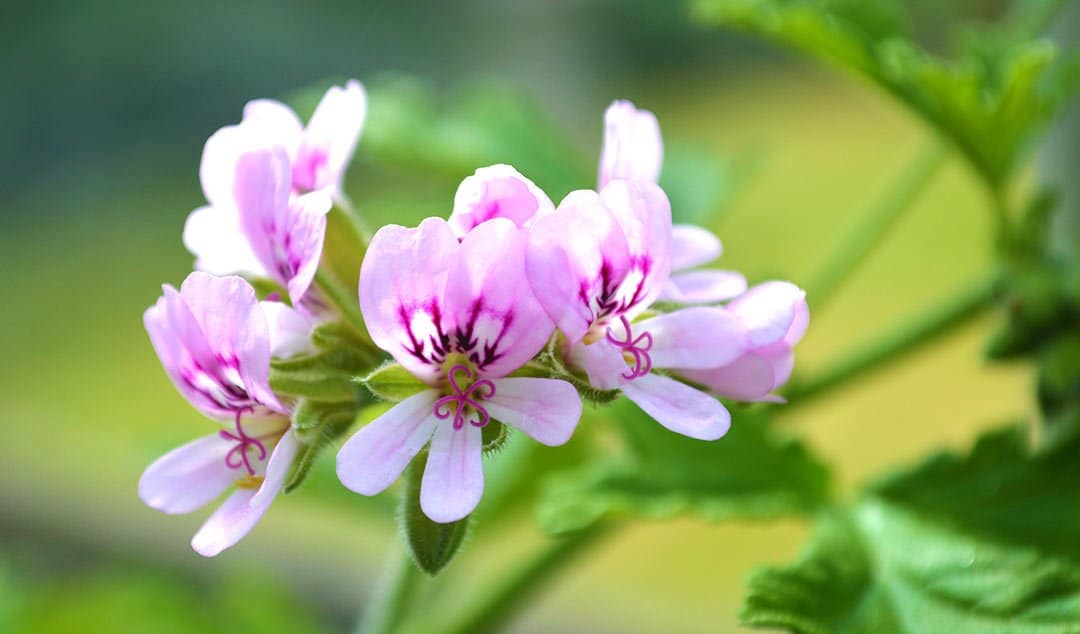 pelargonium sidoides flower seeds