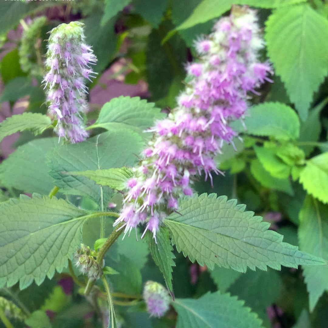 vietnamese mint flower seeds