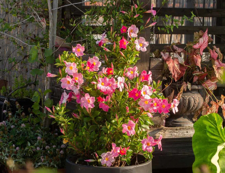 Semillas de flores mixtas de Mandevilla Sanderi – Herencia, no transgénicas, alta germinación