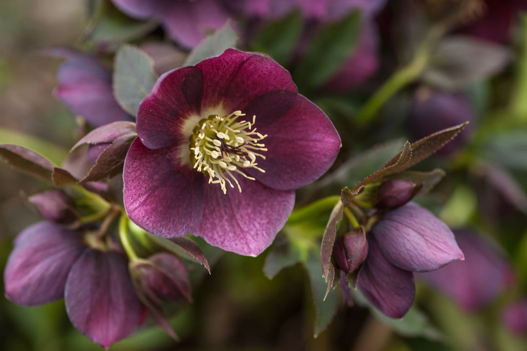 Hellebore Flower Seeds Maroon – Heirloom, Non-GMO, High Germination, Organic Seeds
