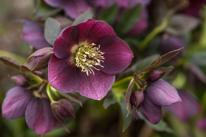 Hellebore Flower Seeds Maroon – Heirloom, Non-GMO, High Germination, Organic Seeds