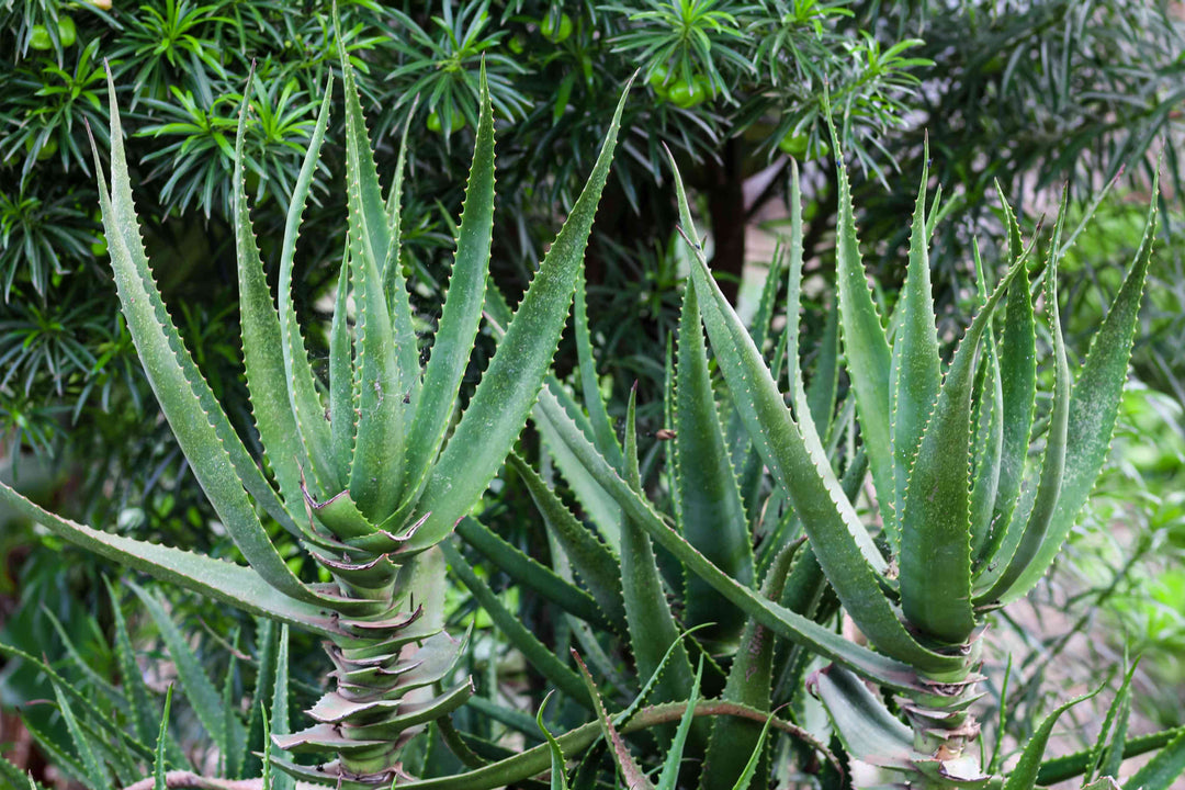 Krantz Aloe Plant Seeds for Planting – Heirloom, Non-GMO, High Germination Organic Garden Seeds
