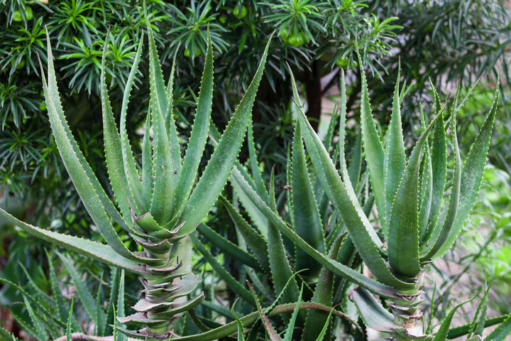 Krantz Aloe Plant Seeds for Planting – Heirloom, Non-GMO, High Germination Organic Garden Seeds