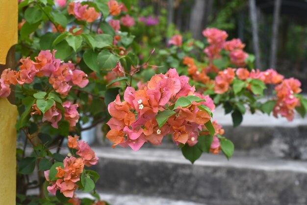 Rosa orangefarbene Bougainvillea-Blumensamen – Alte Sorte, gentechnikfrei, hohe Keimrate, Bio-Gartensamen