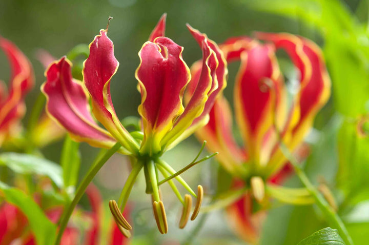Gloriosa Flower Seeds – Heirloom, Non-GMO, High Germination Organic Garden Seeds for Planting