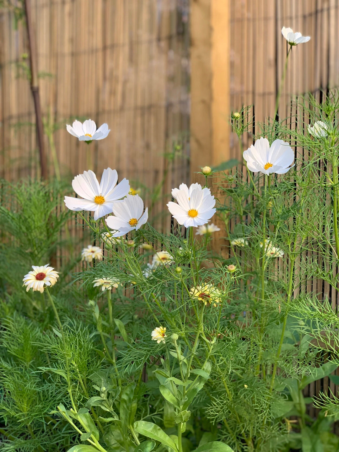 White Cosmos Flower Seeds for Planting – Heirloom Non-GMO High Germination Seeds