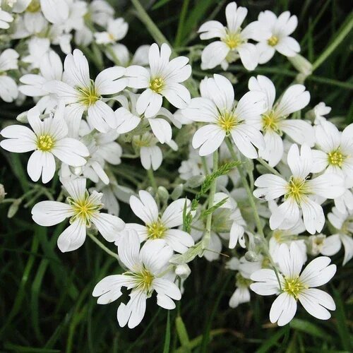 Heliopsis Flower Seeds White – Heirloom, Non-GMO, High Germination Seeds