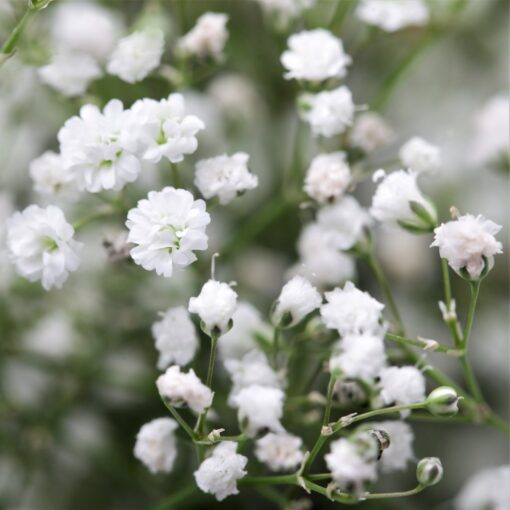white gypsophila flower seeds
