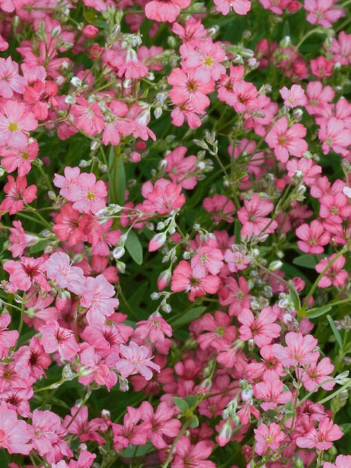 gypsophila filou flower seeds