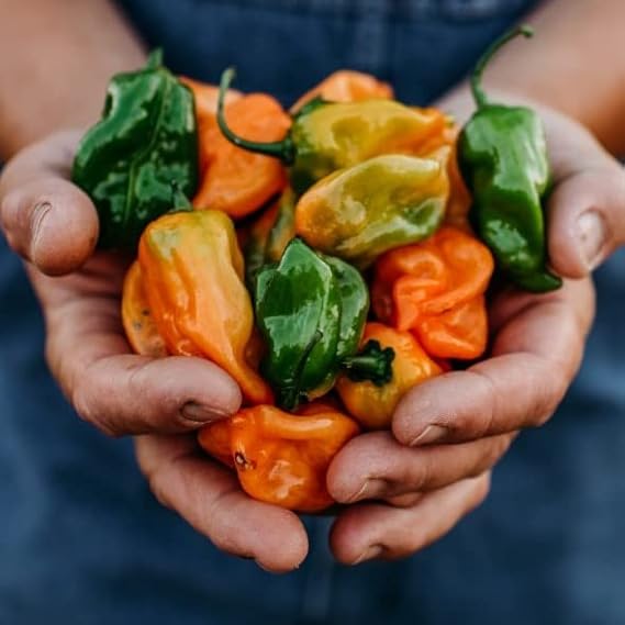 orange habanero flower seeds