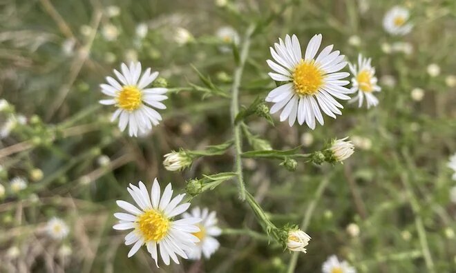 Aster Flower Seeds White for Planting – Heirloom Non-GMO High Germination Organic Seeds