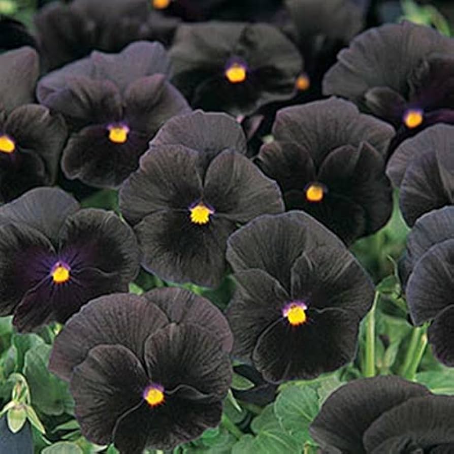 halloween ii flower seeds