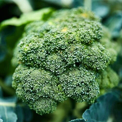 Calabrese Broccoli Seeds – Heirloom, Non-GMO, High Germination Organic Garden Seeds