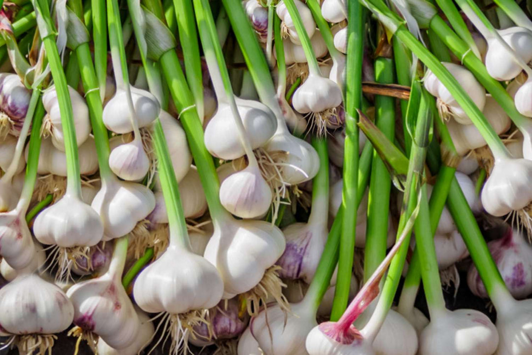 Garlic Plant Seeds for Planting – Fresh, Organic, Heirloom, Non-GMO, High Germination Organic Garden Seeds | Seeds for Planting