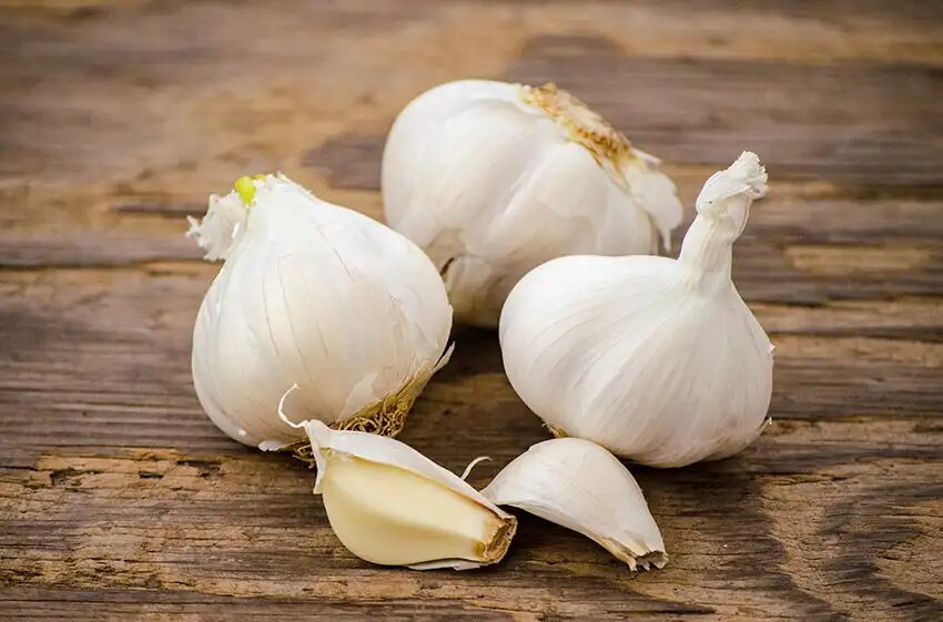 Garlic Softneck Seeds for Planting – Heirloom Non-GMO High Germination Organic Garden Seeds