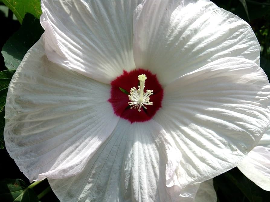 white hardy flower seeds